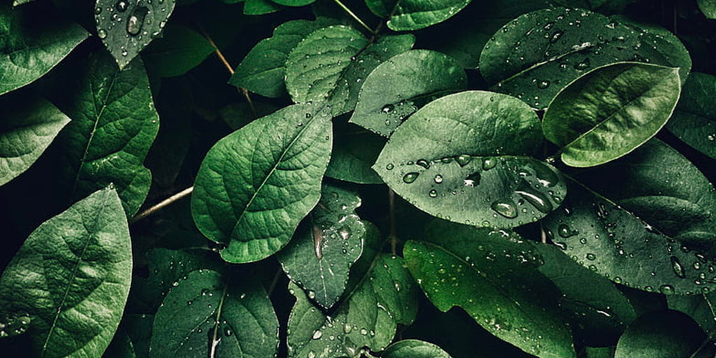 Rainforest Collection